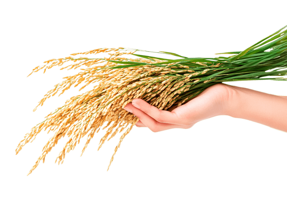 Mão segurando arroz